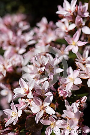 Closeup shot of the Yuki cherry blossom Stock Photo