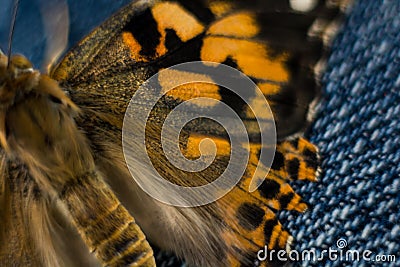 Painted Lady Butterfly Macro Photography Stock Photo