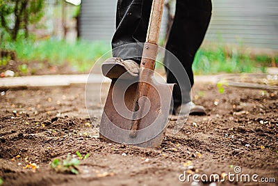 Closeup of a shovel and a man digging a hole at the garden for the plant to be placed inside. Old man`s foot digging a pit at his Stock Photo
