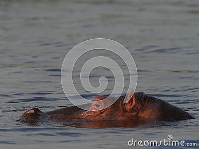 Closeup side on portrait of Hippopotamus Hippopotamus amphibius head floating in water focus on eye Lake Awassa, Ethiopia Stock Photo