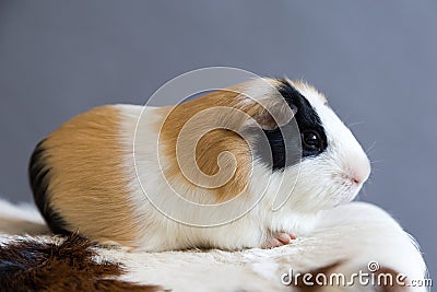 Closeup side view of adorable tricolor guinea pig with black patch on his button eye lying down Stock Photo
