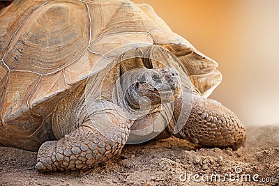 Closeup Side View of Galapagos Tortoise Stock Photo