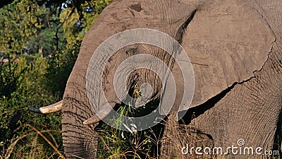 Closeup side view of grazing African elephant enjoying a tuft of grass on safari in Bwabwata National Park, Namibia. Stock Photo