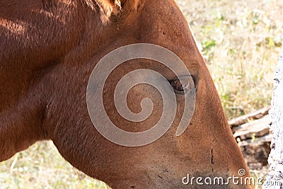 Closeup side view horse eye on the field Stock Photo