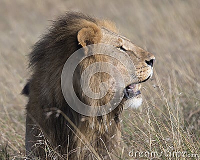 Closeup sideview face of large male lion with teeth showing Stock Photo