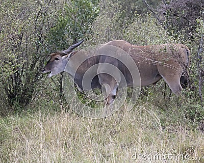 Closeup sideview of a large Eland standing eating a bush Stock Photo