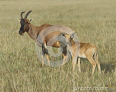 Closeup sideview mother Topi and calf standing in grass with head raised looking toward camera Stock Photo