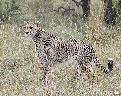Closeup sideview of one adult cheetah standing in tall grass Stock Photo