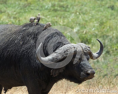 Closeup sideview of one Cape Buffalo with three small bird on his back Stock Photo