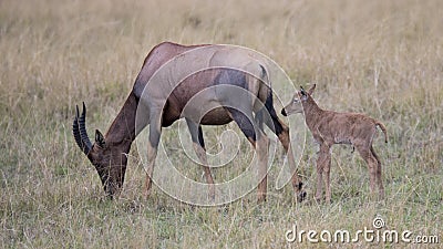 Closeup sideview of a single Topi calf behind mother standing in grass Stock Photo