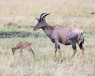 Closeup sideview of a single Topi calf in front of mother standing in grass Stock Photo