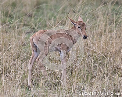Closeup sideview of a single Topi calf standing in grass Stock Photo