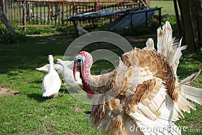 Closeup sideview on a turkey in the farmyard Stock Photo