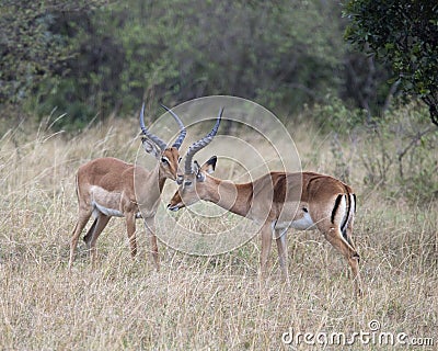 Closeup sideview two male impala with large antlers with heads close together Stock Photo