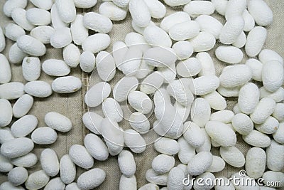 Closeup of silkworm cocoons Stock Photo