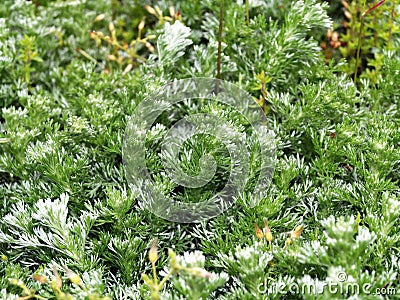 Silver Mound Artemisia Stock Photo
