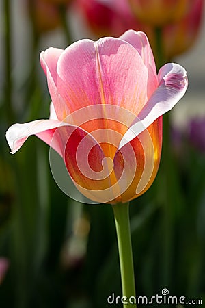 Closeup of single bright pink and yellow Tulipa Tom Pouce triumph tulip in sunlight Stock Photo