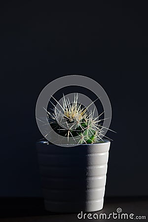 Closeup Single cactus plants Stock Photo