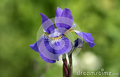 Portrait of Purple Siberian Iris flower Stock Photo