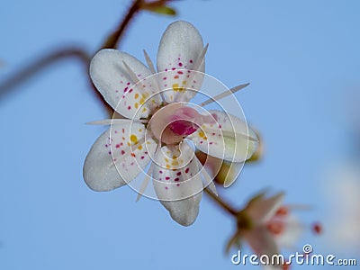 Closeup of a single London pride flower with a blue background Stock Photo