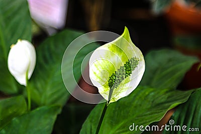 A closeup of a single petal white flower called Peace Lilly Spathiphyllum cochlearispathum, Spathiphyllum wallisii Stock Photo