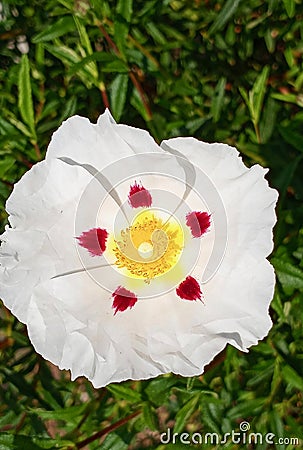 Closeup of Single Snow Fire Rock Rose Flower Stock Photo