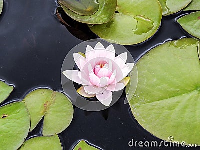 Closeup Single Waterlily in Pond Editorial Stock Photo