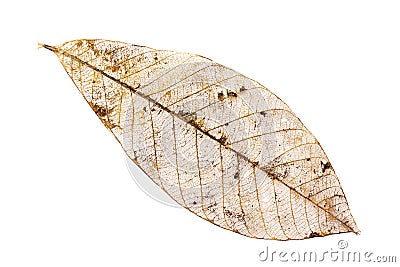 Closeup of skeleton of a deteriorated leaf Stock Photo