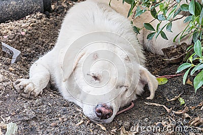 Closeup sleep dirty white dog with lesion at head Stock Photo