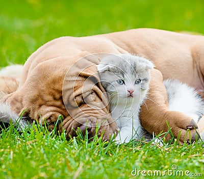 Closeup sleeping Bordeaux puppy dog hugs newborn kitten on green grass Stock Photo