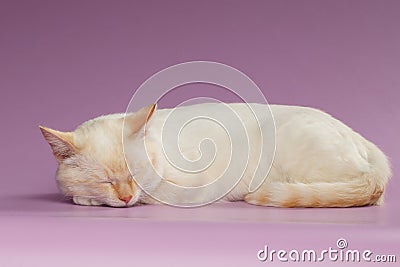 Closeup Sleeping Ginger Cat on Purple Stock Photo