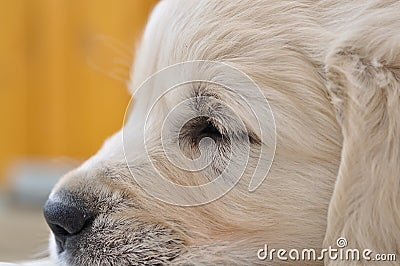 Closeup sleeping golden retriever puppy Stock Photo