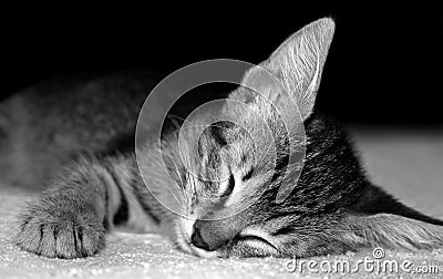 Closeup sleeping kitten on a soft blanket Stock Photo