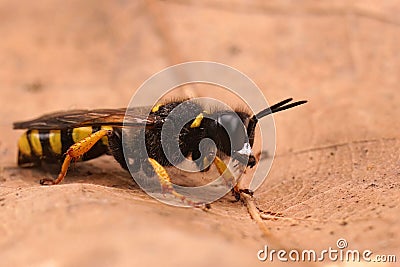 Closeup on a slender bodied square-headed digger wasp, Crabro cribrarius, sitting on a dried leaf Stock Photo