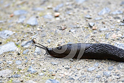 A closeup of Slug. Stock Photo