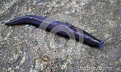 A closeup of Slug Stock Photo