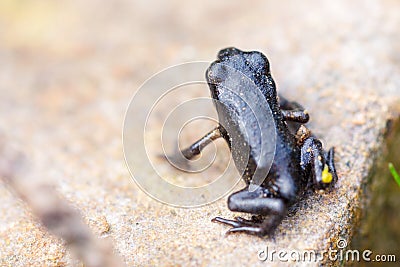 Closeup small black frog Stock Photo