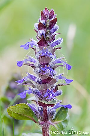 Closeup of a bugle - ajuga reptans Stock Photo