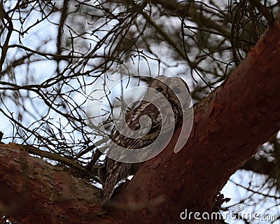 closeup of a small, brown owl perched on a gnarled tree branch Stock Photo