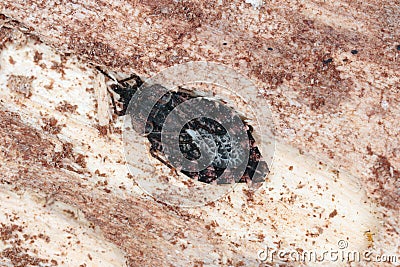 Closeup of a small common flatbug (Aradus sp.) Stock Photo