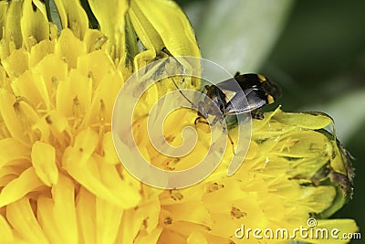 Closeup on a small common nettle capsid bug, Liocoris tripustulatus, on a yellow dandelion flower, Taraxacum officinale Stock Photo