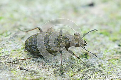 Closeup on the small but cvolorfull green ground beetle, Elaphrus riparius Stock Photo