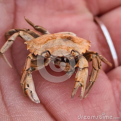 Closeup of a small dead crab in the palm of a human Stock Photo