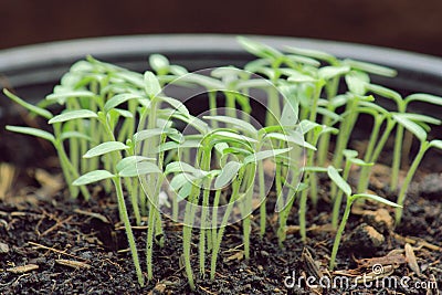 Closeup of small hot pepper saplings in pots. Stock Photo