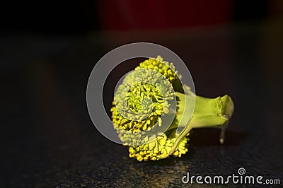 Closeup of small piece of broccoli on black Stock Photo