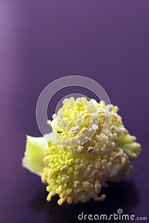 Closeup of a small piece of broccoli on purple Stock Photo