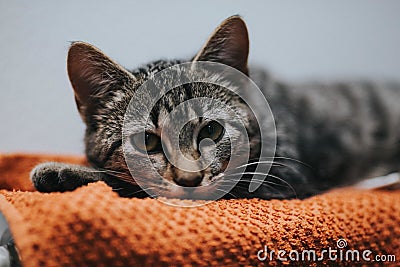 Closeup of a small striped gray cat lying on a blanket on a wall heater Stock Photo