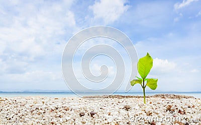 Closeup Small tree growing on sand beach Stock Photo