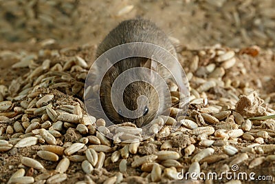 Closeup small vole mouse digs a hole into grain in warehouse and looks at camera. Stock Photo