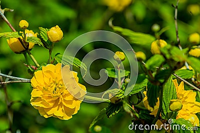 Closeup of small yellow flower Stock Photo